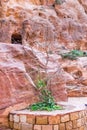 Small tree in al-Siq in Petra, Jordan. Petra is one of the New Seven Wonders of the World Royalty Free Stock Photo