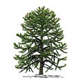 A small tree of araucaria Araucaria L