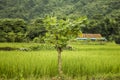 A small tree on a background of green rice fields and mountains with a house Royalty Free Stock Photo