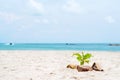 Small tree on the beach surrounding with rocks Royalty Free Stock Photo