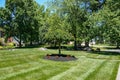 Small tree in bed of flowers and mulch on a beautiful grass lawn in front of a house