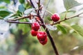 Small  tree branch with  cherries after rain Royalty Free Stock Photo