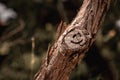 Small tree branch with a cut off twig, symbol of a smiley face formed naturally on the remaining stump. Concepts of positivity and