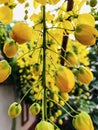 Beautiful yellow amaltas flowers Royalty Free Stock Photo