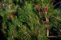 Small tree branches and leaves frozen in winter with blur background. abstract texture for design Royalty Free Stock Photo