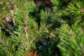 Small tree branches and leaves frozen in winter with blur background. abstract texture for design Royalty Free Stock Photo