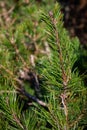 Small tree branches and leaves frozen in winter with blur background. abstract texture for design Royalty Free Stock Photo