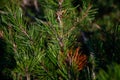 Small tree branches and leaves frozen in winter with blur background. abstract texture for design Royalty Free Stock Photo