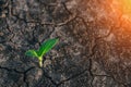 Small tree breaks through the pavement. Green sprout of a plant makes the way through a crack asphalt. Royalty Free Stock Photo