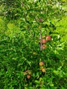 A small tree with a bunch of apples growing on it Royalty Free Stock Photo