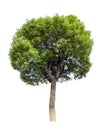 Small tree(Camphor)