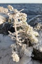 Small tree covered in hoarfrost at lake shore Royalty Free Stock Photo