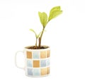 Small tree in cup close-up isolated Royalty Free Stock Photo