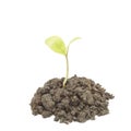 Small tree in cup close-up isolated Royalty Free Stock Photo