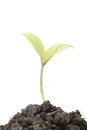 Small tree in cup close-up isolated Royalty Free Stock Photo