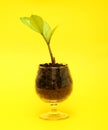 Small tree in cup close-up isolated Royalty Free Stock Photo