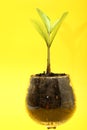 Small tree in cup close-up isolated Royalty Free Stock Photo