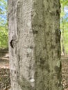 Tree Identification. Bark. Carpinus caroliniana. American Hornbeam