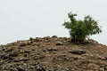 A small tree on a deserted hill with many small stones around it