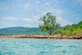 A small tree on a deserted rocky beach of a tropical uninhabited