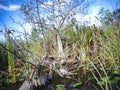 a small tree at the everglades in Florida Royalty Free Stock Photo
