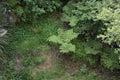 Small Tree Fern in Kiwi Bush Royalty Free Stock Photo