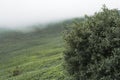 Small tree in a fog in Bieszczady Mountains, Poland Royalty Free Stock Photo