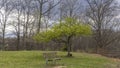 Small tree with fresh spring leaves in the park Royalty Free Stock Photo