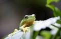 Small tree frog Royalty Free Stock Photo