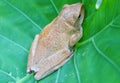 Small tree frog animal wildlife on green leaves nature background Royalty Free Stock Photo