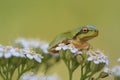 Small tree frog Hyla arborea is sitting on flower Royalty Free Stock Photo