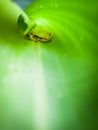 Small tree frog inside banana leaf Royalty Free Stock Photo