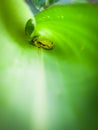 Small tree frog inside banana leaf Royalty Free Stock Photo