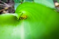 Small tree frog inside banana leaf Royalty Free Stock Photo