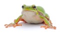 Small tree frog Royalty Free Stock Photo