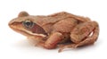 Small tree frog Royalty Free Stock Photo