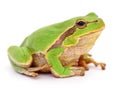 Small tree frog Royalty Free Stock Photo