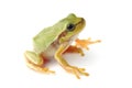 Small tree frog is looking up Royalty Free Stock Photo