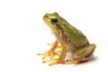 Small tree frog is looking up Royalty Free Stock Photo