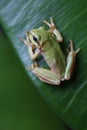 Small tree frog is sitting on green leaf Royalty Free Stock Photo