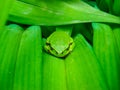 Small tree-frog sleeping on a flower leaf Royalty Free Stock Photo