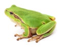 Small tree frog. Royalty Free Stock Photo