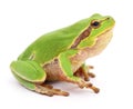 Small tree frog. Royalty Free Stock Photo