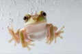 small tree frog swimming underwater, macro, clear water droplets, white background Royalty Free Stock Photo