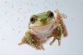 small tree frog swimming underwater, macro, clear water droplets, white background Royalty Free Stock Photo