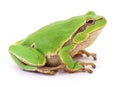Small tree frog. Royalty Free Stock Photo