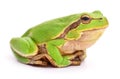 Small tree frog. Royalty Free Stock Photo