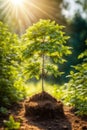 A small tree at sunrise, vertical composition