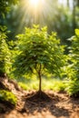 A small tree at sunrise, vertical composition