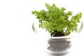 Small tree in glass cup Royalty Free Stock Photo